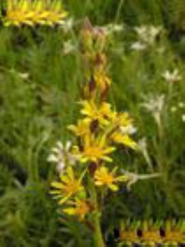 Ligularia Sibirica Extract 